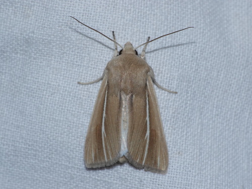 Mythimna litoralis