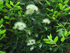 Metrosideros bartlettii