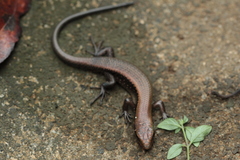 Eutropis multifasciata