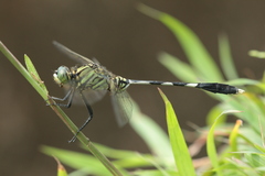 Orthetrum sabina
