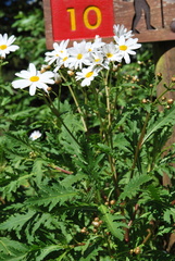 Argyranthemum pinnatifidum image