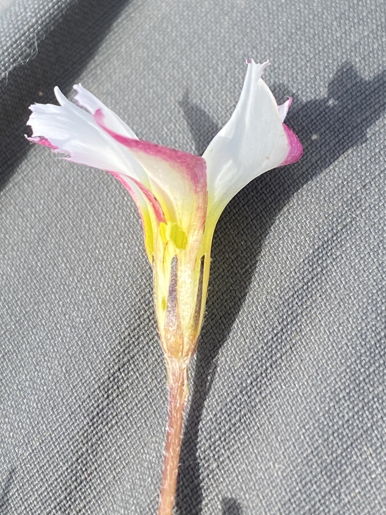 Oxalis falcatula T.M.Salter