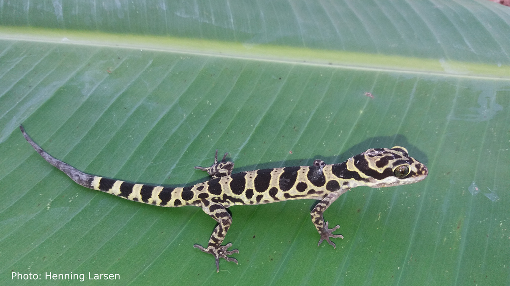 Mount Popa Bent-Toed Gecko