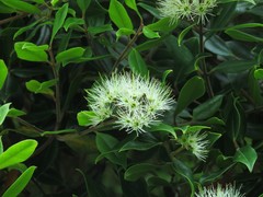 Metrosideros bartlettii