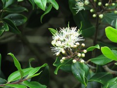 Metrosideros bartlettii