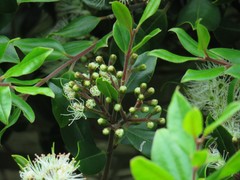 Metrosideros bartlettii