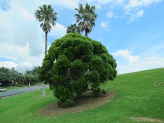 Metrosideros bartlettii