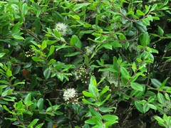 Metrosideros bartlettii