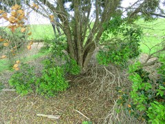 Metrosideros bartlettii