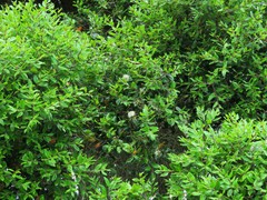 Metrosideros bartlettii