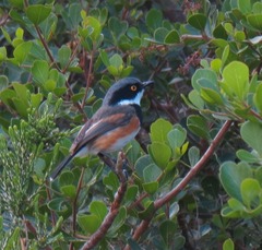 Batis capensis capensis