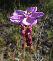 Drosera glabripes