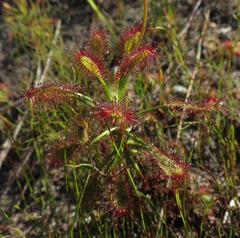 Drosera glabripes