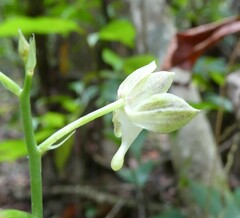 Eulophia gracilis image