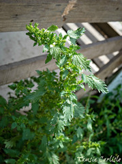 Urtica membranacea