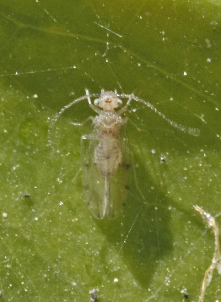 red-gum-lerp-psyllid-from-on-may-22-2023-at-12-34