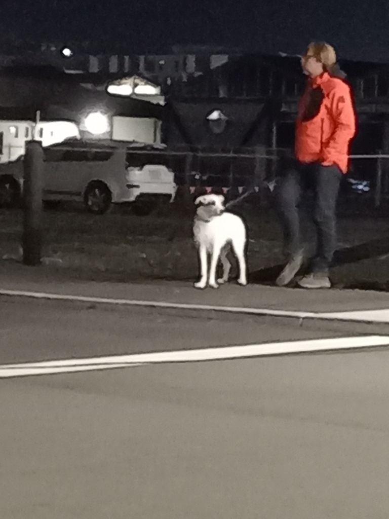 Domestic Dog from Christchurch Central City, Christchurch, New Zealand