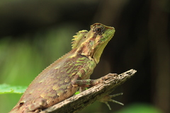 Gonocephalus kuhlii