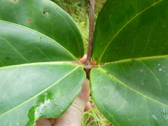 Spathandra blakeoides image
