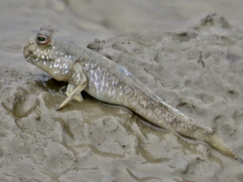 Atlantic Mudskipper
