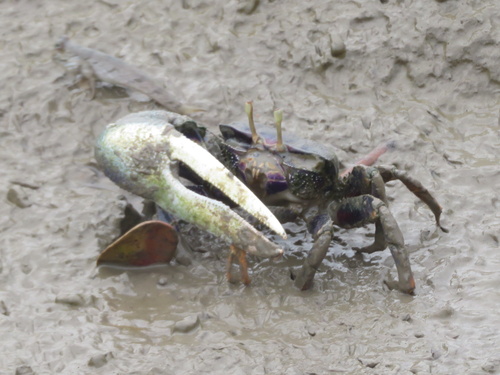 West African Fiddler Crab