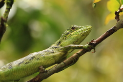 Pseudocalotes tympanistriga