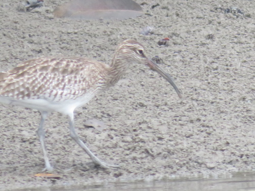 Eurasian Whimbrel