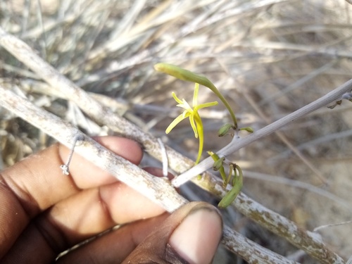 Adenia subsessilifolia image