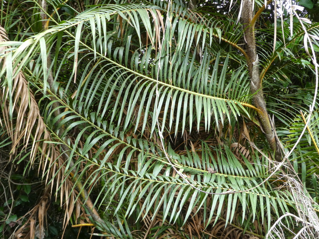 Laccosperma secundiflorum