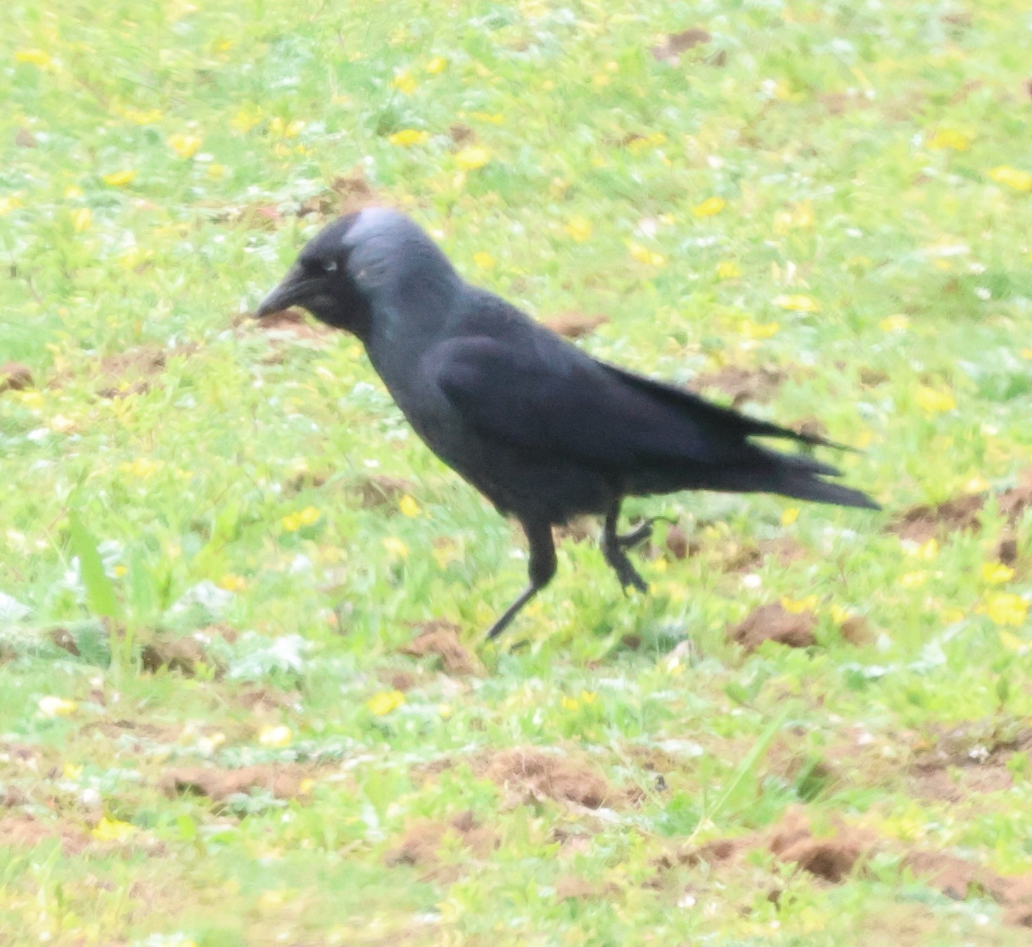 Western Jackdaw