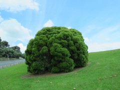 Metrosideros bartlettii