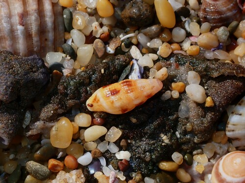 Caducifer truncata observed 2023-05-23