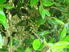 Metrosideros bartlettii