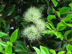 Metrosideros bartlettii