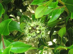 Metrosideros bartlettii