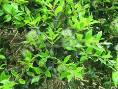 Metrosideros bartlettii