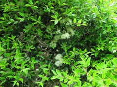 Metrosideros bartlettii