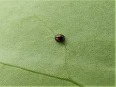 Serangium maculigerum