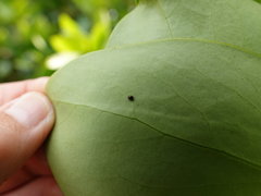 Serangium maculigerum