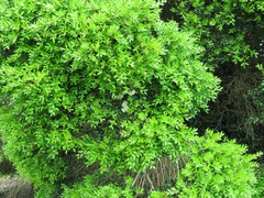 Metrosideros bartlettii