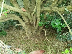 Metrosideros bartlettii