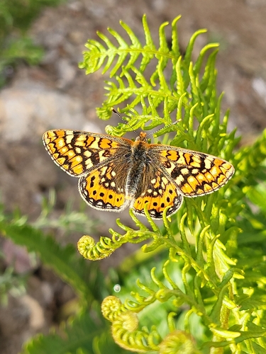 Marsh Fritillary, Comunidad de Madrid, ES-MD-MD, ES, photo 7 of 10