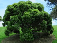 Metrosideros bartlettii