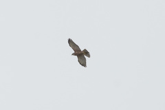 Accipiter rufitorques