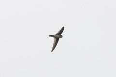 Aerodramus spodiopygius