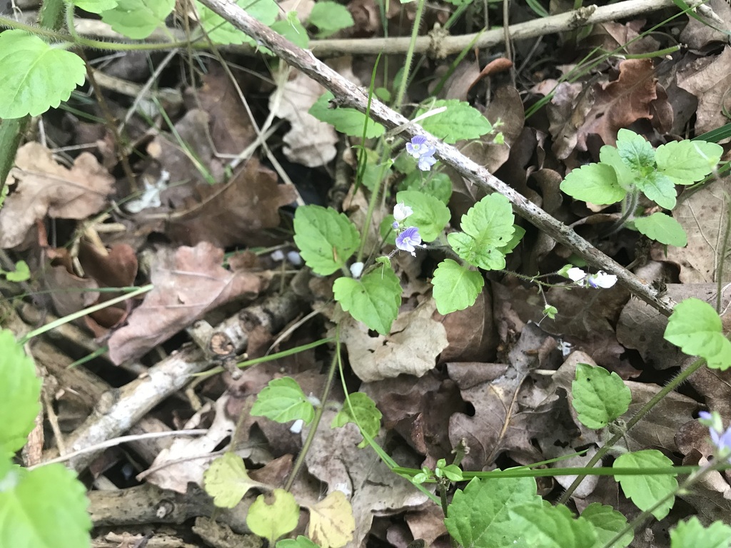 Wood Speedwell from Bibbey's Dingle, Breach, Hunnington on May 22, 2023