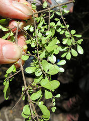 Coprosma pedicellata