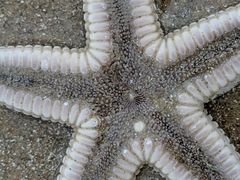 Astropecten duplicatus