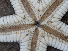 Astropecten duplicatus