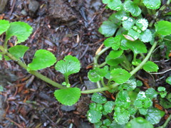 Chrysosplenium glechomifolium